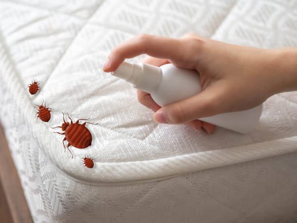 Wasp Removal Services in Uniontown, OH