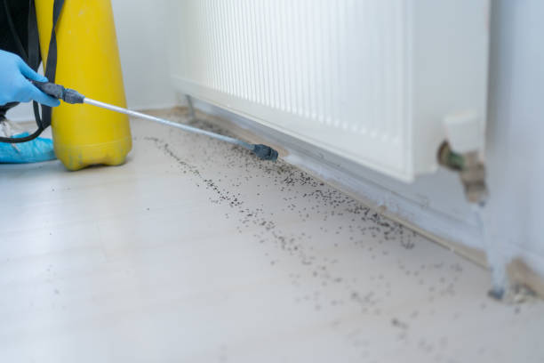 Best Termite Control Services  in Uniontown, OH