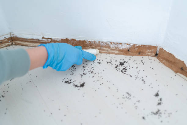 Best Ant Control Services  in Uniontown, OH